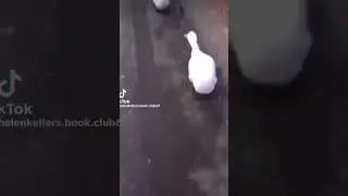 And he waddled away 🗣️🗣️‼️‼️💀💀 #funny #fake #shorts