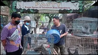 Gerebek Pasar Hewan terlengkap dijogja || Pasar Satwa dan Tanaman Hias Yogyakarta ( PASTY )