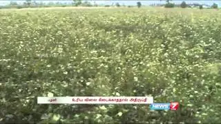Palani cotton growers seek procurement facilities | Tamil Nadu | News7 Tamil |