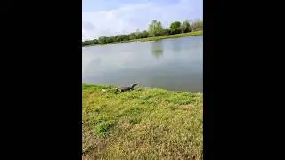 Cypress Lake - Bridgeland Alligator #TEXAPLEX