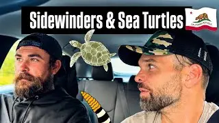 Sea turtles in a river near Los Angeles? Herping California.