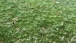 FIRST SNOW ON PALM TREES IN VIRGINIA!