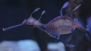 Columbus Zoo Visit - Voigtländer 42.5mm f/0.95, Panasonic GH5M2 VLOG-L