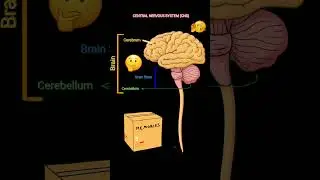 Body's Central Nervous System