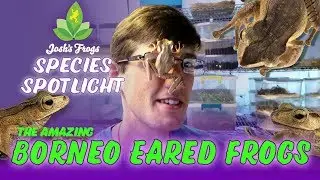 Austin talks about Borneo Eared Frogs