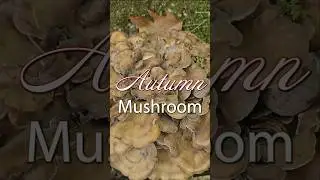 Autumn Mushroom - Forest Wonders - Hen Of The Woods (Maitake)