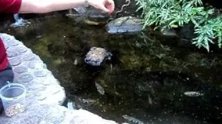 Archer Fish at Randers Rainforest Tropical Zoo- Randers, Denmark 2011