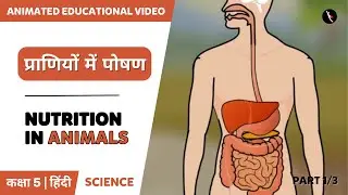 प्राणियों में पोषण | Part 1/3 | Nutrition In Animals | Hindi | Class 7 | TicTacLearn