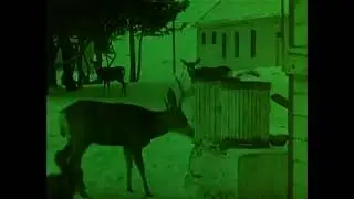 Mules and Gob Talk (1910s) | Silent Scenic Short | Chester Film Scenics