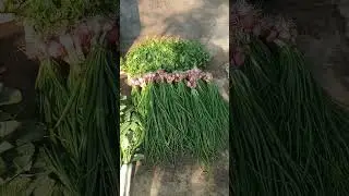 Dhanya, Pyaj & Muli harvest huyi hai #shorts #shorts_video #on_trending #barikfarminggarden