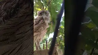 #Hawk #Eagle #Owl #Wildlife #Animal #EagleHawkOwl hawk vs snake, Owl vs snake fight, Eagle Vs Snake