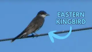 Eastern Kingbird 