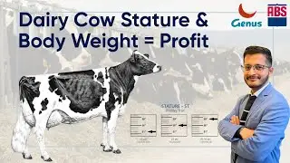 Dairy Cow Stature & Body Weight: Key to Profit &ndash; by Sunil Singh