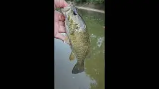 Catch & Free!! #shorts #bassfishing  #fish  #basspumping #fishing #bass #fishing   #sportfishin