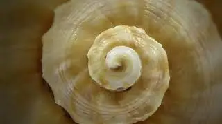 Repeating Patterns in Nature and Scripture