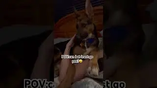 Луна очень привязана ко мне #gsds #doglove #iloveyousomuch #dogshorts #dogmom #dogdad #shorts #cl...