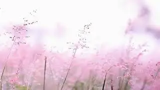 Relaxed Soul-Relaxation/Meditation/Study Music-Pink Flowers