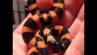 Texas Reptiles! SnakeBytesTV