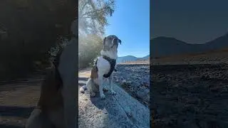 our rescued dog's 'ZEN' Birthday 🐾 #pets