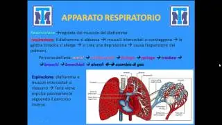 Test Medicina 2022: Biologia - Anatomia e Fisiologia degli animali e dell'uomo. Parte 1
