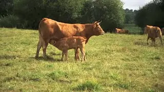 La face cachée de la viande bio - Tout Compte Fait