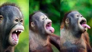 From Orphan to Explorer: Koling's Heartwarming Orangutan Journey
