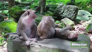 Taking care of each other monkey