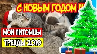 Скрепыши, Стиратели, Мини Лента - Яркие Тренды 2019 и мои домашние питомцы! С Новым Годом!