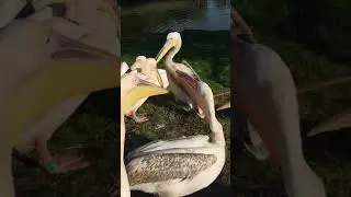 Eastern White Pelicans (Pelecanus onocrotalus) vocalisation, Blackpool Zoo