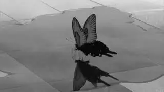 Butterflies - Tom Odell ft. AURORA ~ &bull; slowed + reverb &bull;