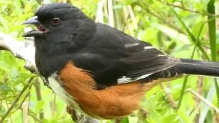 Eastern towhee song | Drink your tea | Bird