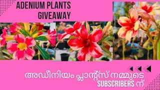 Adenium plants Giveaway 🎉Giveaway#adenium #