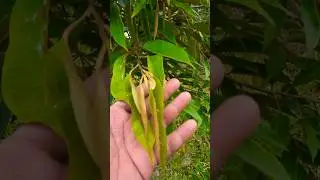 🔴 Perawatan Rutin Kebun &ndash; Gulma Hilang, Tanah Sehat‼️