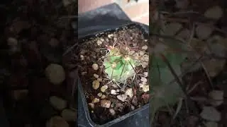 COPIAPOA alticostata , Freirina