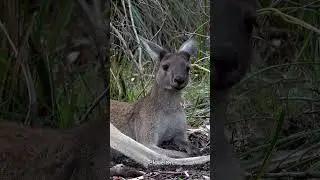 5 Bizarre Kangaroo Behaviors Explained #facts #funfacts #kangaroo