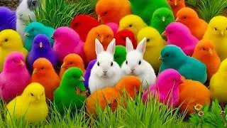 The Most Adorable Animal Mix Ever &ndash; Chicken, Rabbit, Duck, Turtle & Hamster Reactions