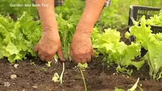 Fast Growing plants for garden/ Gardening / Farming