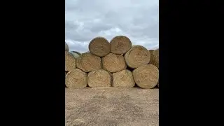 Roberts County grapples with aftermath of Smokehouse Creek Fire, seeks hay donations