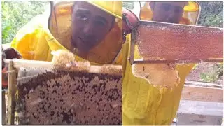 🟡Fui Colher uma MELGUEIRA de MEL para um Inscrito e acabei cedo surpreendido com uma com&eacute;ia 😱🐝⚠️