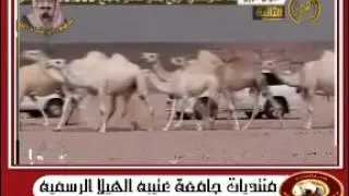 منقية الشيخ عيد محمد جلوي الشبوي   || سوق الابل2013