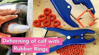 Dehorning Calf with Rubber Band or Ring | Disbudding Cattle | Janwar Ke Sing Katne Ka Tarika