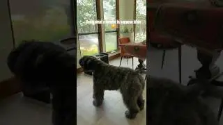Naturally Protective 😊#bouvierdesflandres #shorts #watchdogs #naturalinstinct #bouvier