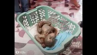 Redning af orangutangunge p&aring; Borneo