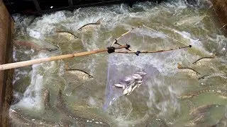 Amazing Khmer Real Life Fishing At Siem Reap Cambodia - Catch A Lot OF Fish In Cambodia