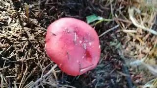 Russula rosea (Rosy Brittlegill Mushroom)(?) Two days apart