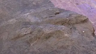 Gettysburg's 'Dinosaur Bridge' damaged by vandalism