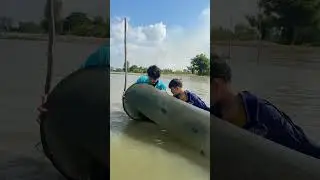 Đi bắt c&aacute; linh m&ugrave;a nước nổi #nguyennhutlinh #sanbat #shorts #windnet