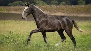Horse for Sale | Piro Free 2 YO colt with top genetics (REF#445)