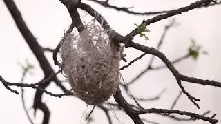 building an oriole nest