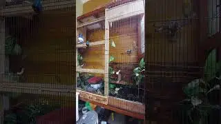 Pekin robin (Red-billed leiothrix) Singing [Pet ON]